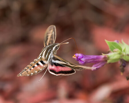 A White-lined Sphinx Moth sips nectar from a Colorado Four O'clock flower.
