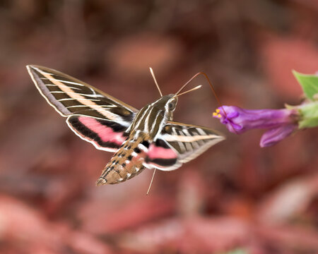 A White-lined Sphinx Moth sips nectar from a Colorado Four O'clock flower.