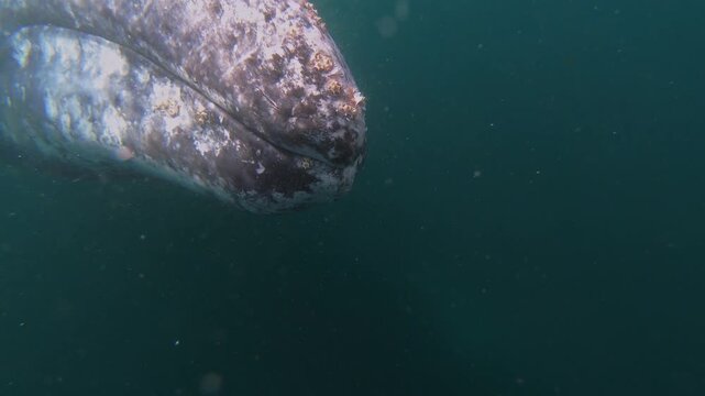Extreme close up underwater footage of a wild gray whale face showing its skin and barnacles as it swims to the ocean surface in Magdalena Bay, Mexico.