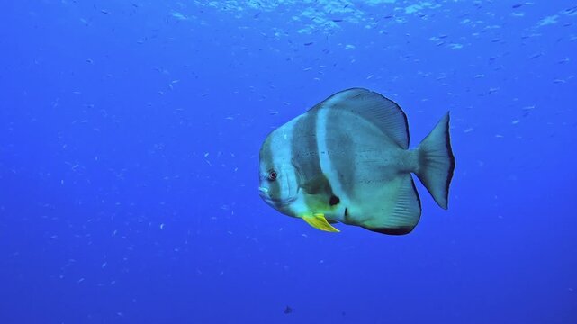 Beautiful underwater footage of a wild batfish gracefully swimming in the clear blue ocean waters near a tropical reef.