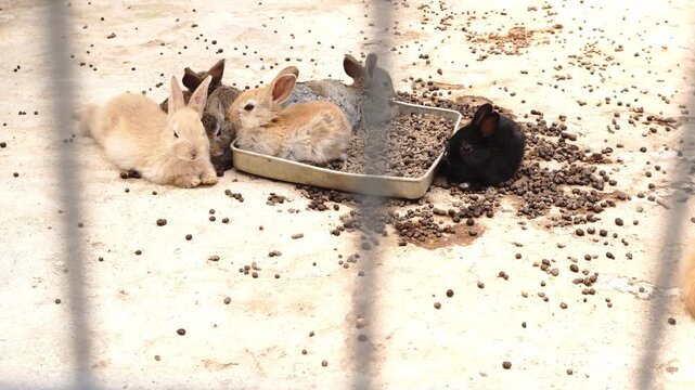 Multiple small rabbits of varying colors (fawn, grey, black) gather around a feeding tray filled with pellets on a concrete surface, with some pellets scattered nearby, seen through a blurred fence