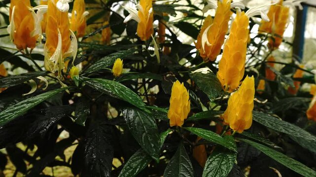 Golden shrimp plant (Pachystachys lutea) with vibrant yellow bracts and delicate white flowers, surrounded by dark green leaves