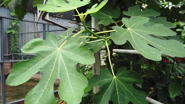 Large green fig leaves with visible veins and stems, showing a shallow depth of field and a cage in the background