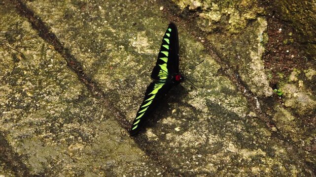 Top-down shot of a black and green birdwing butterfly resting on a rough stone surface with red head markings.