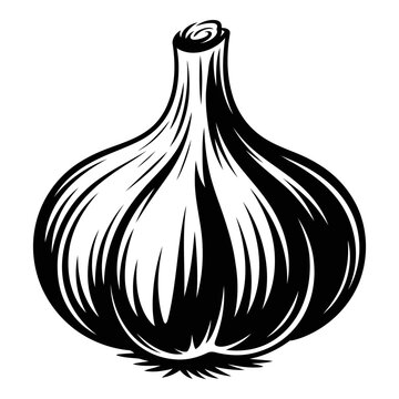 A detailed garlic bulb illustration presents a striking black silhouette allium allicin vegetable produce food