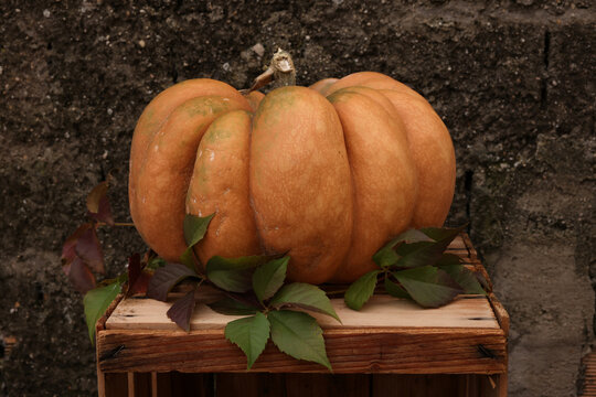 Rustic autumn still life with winter squash in rural setting
