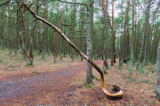 pine trees with curved trunks in coniferous forest