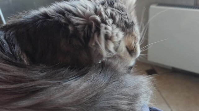 A close-up view of a fluffy gray cat's head, showcasing its long fur and distinctive ear tufts. The background is softly blurred, emphasizing the cat's features.