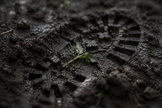 Delicate green seedling pressed into dark wet soil by heavy boot sole imprint, symbolic contrast.