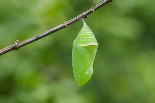 Green butterfly pupa on twig, nature transformation and growth concept