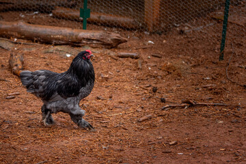 Black rooster foraging outdoors on free range poultry farm © AGrandemange