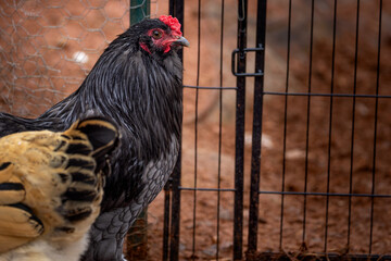Black rooster foraging outdoors on free range poultry farm © AGrandemange