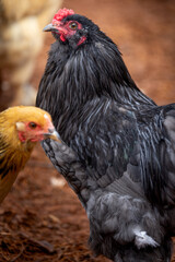 Black rooster foraging outdoors on free range poultry farm © AGrandemange