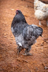 Black rooster foraging outdoors on free range poultry farm © AGrandemange