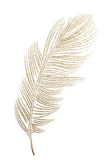 gold feather plume quill sketch © Lingporntip