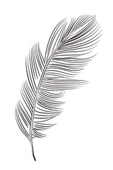 feather plume quill sketch outline © Lingporntip