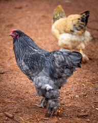 Black rooster foraging outdoors on free range poultry farm © AGrandemange