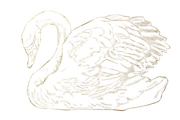 swan swans bird birds waterfowl © Lingporntip