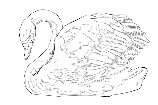 swan swans bird birds waterfowl
