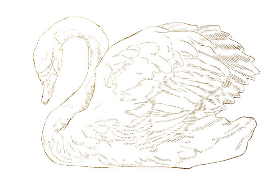 swan swans bird birds waterfowl