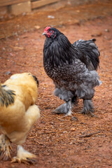 free range rooster © AGrandemange