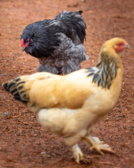 Black rooster foraging outdoors on free range poultry farm © AGrandemange