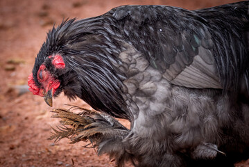 Black rooster foraging outdoors on free range poultry farm © AGrandemange