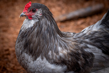 Adult rooster with red comb in backyard chicken run © AGrandemange