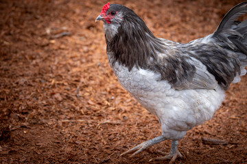 Adult rooster with red comb in backyard chicken run © AGrandemange