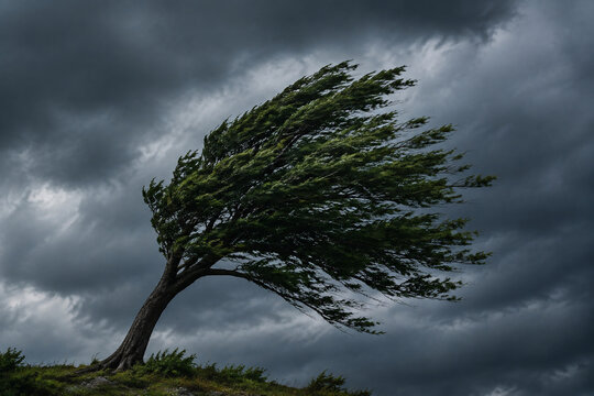 A solitary tree with its canopy bent sharply by strong wind against a stormy sky.
