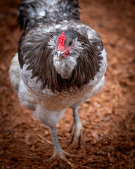 Adult rooster with red comb in backyard chicken run © AGrandemange