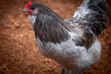 Adult rooster with red comb in backyard chicken run © AGrandemange