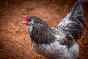 Adult rooster with red comb in backyard chicken run © AGrandemange