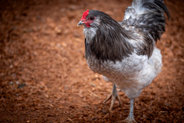 Adult rooster with red comb in backyard chicken run © AGrandemange