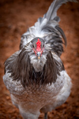 Adult rooster with red comb in backyard chicken run © AGrandemange