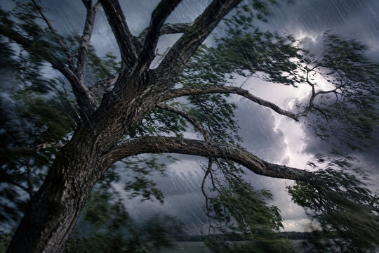 A tree's branches whipping through the air during a storm with rain.