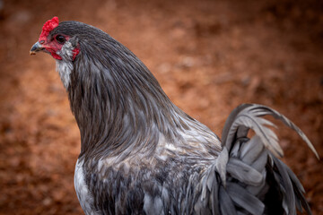Adult rooster with red comb in backyard chicken run © AGrandemange