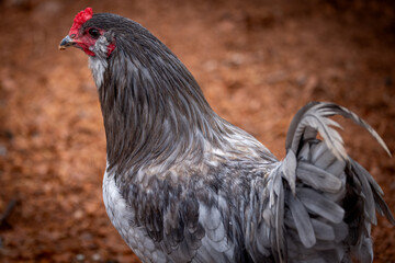 Adult rooster with red comb in backyard chicken run © AGrandemange