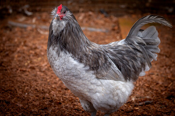 Adult rooster with red comb in backyard chicken run © AGrandemange