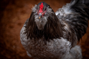 Adult rooster with red comb in backyard chicken run © AGrandemange