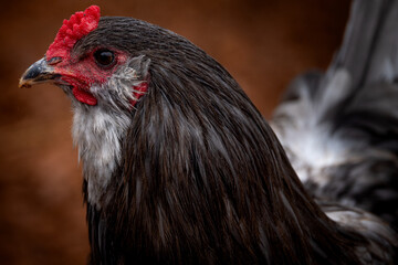Adult rooster with red comb in backyard chicken run © AGrandemange