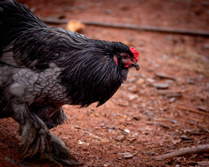 Black rooster foraging outdoors on free range poultry farm © AGrandemange