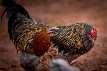 Adult domestic rooster foraging on a free range poultry farm © AGrandemange