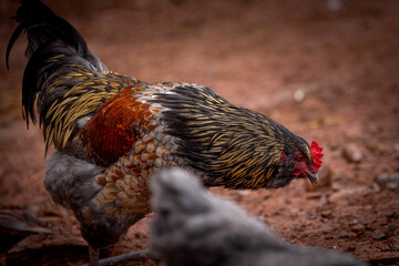 Adult domestic rooster foraging on a free range poultry farm © AGrandemange