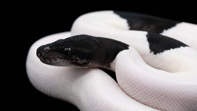 panda pied ball python close up isolated on black background video