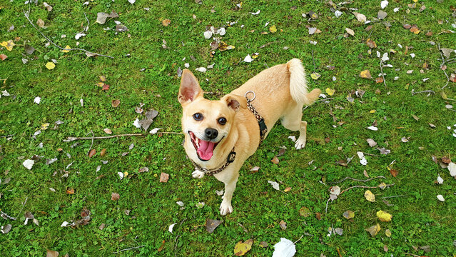 lustiger Chihuahua im Herbst 