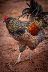 Adult domestic rooster foraging on a free range poultry farm © AGrandemange