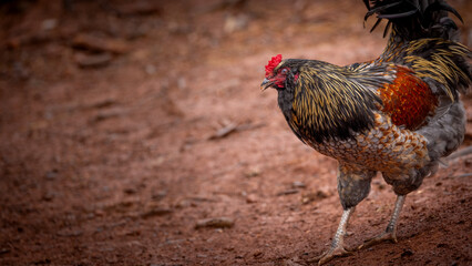 Adult domestic rooster foraging on a free range poultry farm © AGrandemange