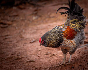 Adult domestic rooster foraging on a free range poultry farm © AGrandemange