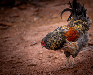 Adult domestic rooster foraging on a free range poultry farm © AGrandemange